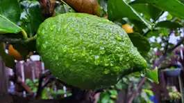 Wet Green Lemon